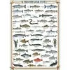 Eurographics Inc. Freshwater Fish 1000 Piece Jigsaw Puzzle