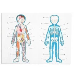 Blue Panda Large Human Body Floor Puzzle, Double-sided Skeleton & Anatomy Jigsaw Puzzles for Kids, Educational & Learning Toys, 3 ft, 17pc -Puzzles Sales 2022 unnamed file 973